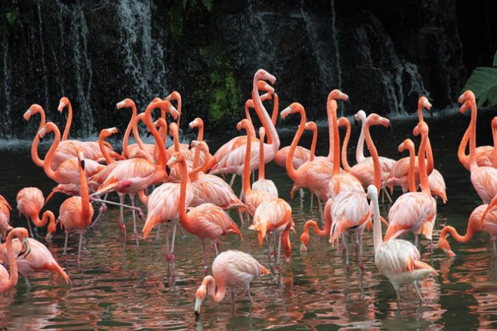Visit Jurong Bird Park