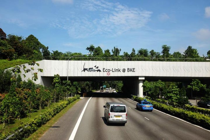 Eco-Link @BKE: Walk on the wild side