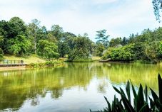 Singapore-Botanical-Gardens