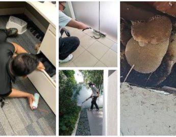 Proserv Pest Control Singapore Review