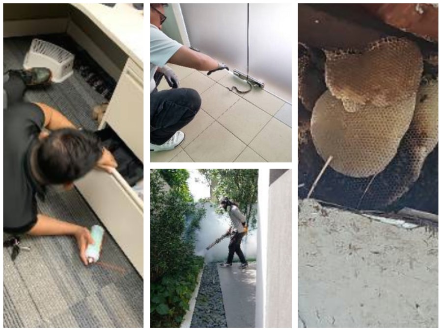 ProServ Pest Control